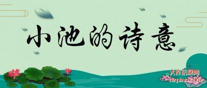 讲解小池的诗意