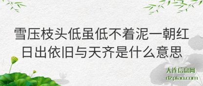 总结雪压枝头低虽低不着泥一朝红日出依旧与天齐是什么意思