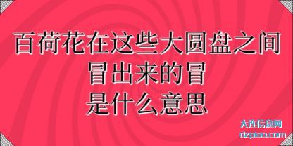 百荷花(hua)在这些大圆(yuan)盘之间冒出来的冒是什么意思