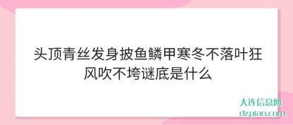 头顶青丝发(fa)身披鱼鳞甲(jia)寒冬不落叶狂风吹不垮谜底是什么
