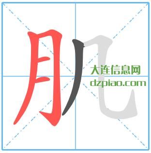肌组词,诠释肌的笔顺动画,概述肌怎么组词